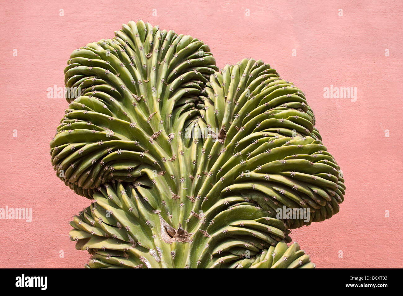 Seltsam wächst geformte Kaktus, gegen eine bunte Wand in El Quelite, Mexiko Stockfoto