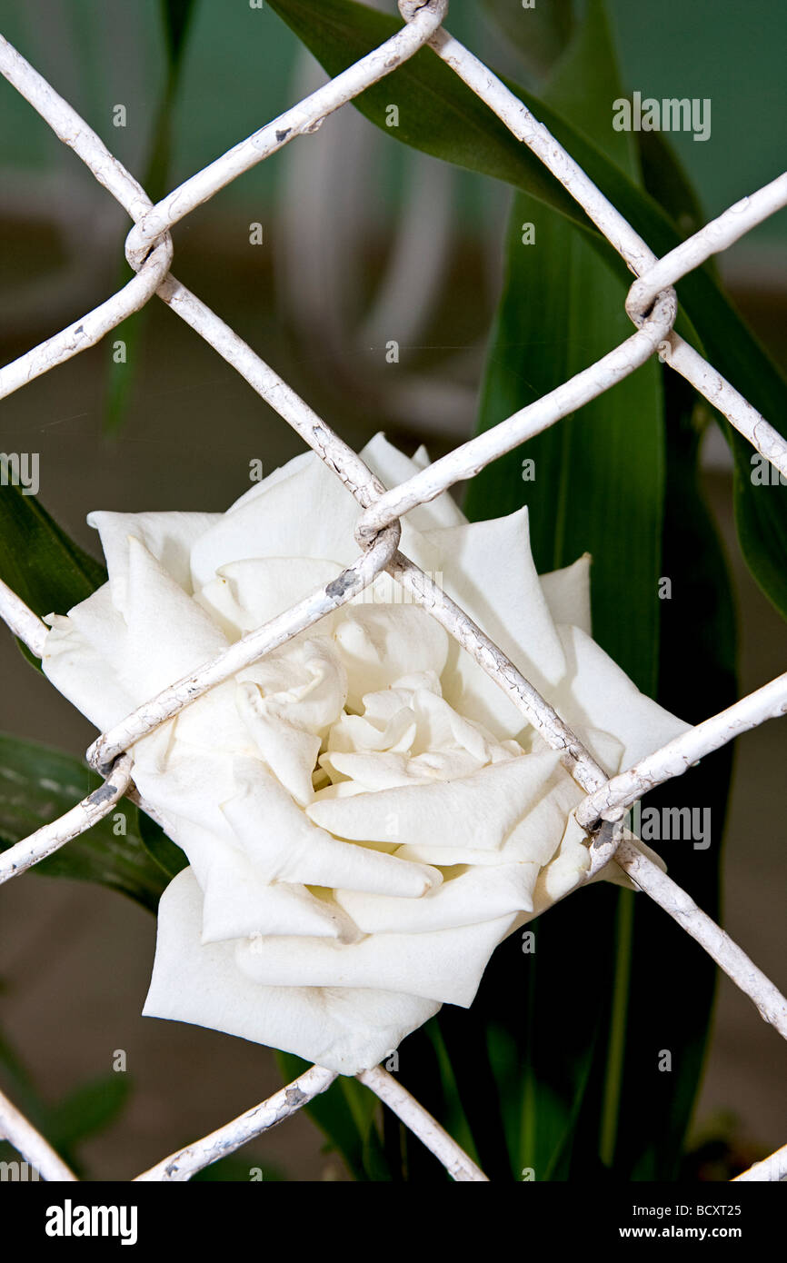 Weiße rose wächst gegen einen Zaun in El Quelite, Mexiko Stockfoto