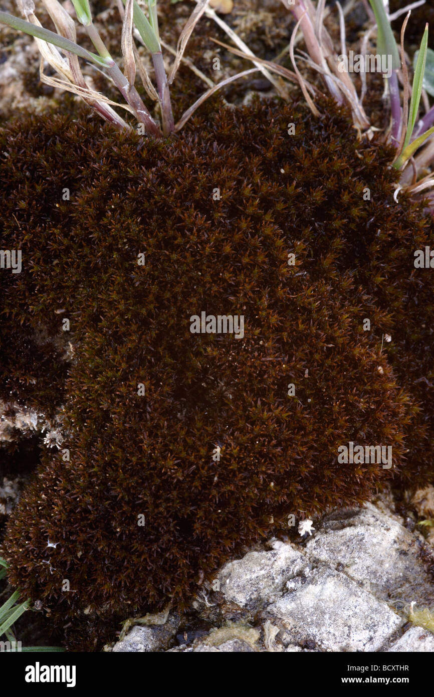 Marsh Bryum Moos Bryum Pseudotriquetrum UK Stockfoto