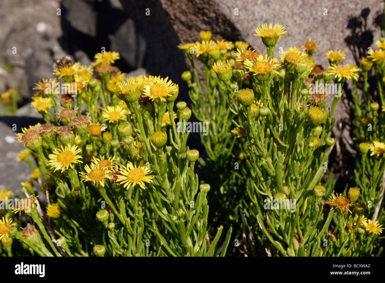 Goldene Queller Inula Crithmoides Asteraceae UK Stockfoto