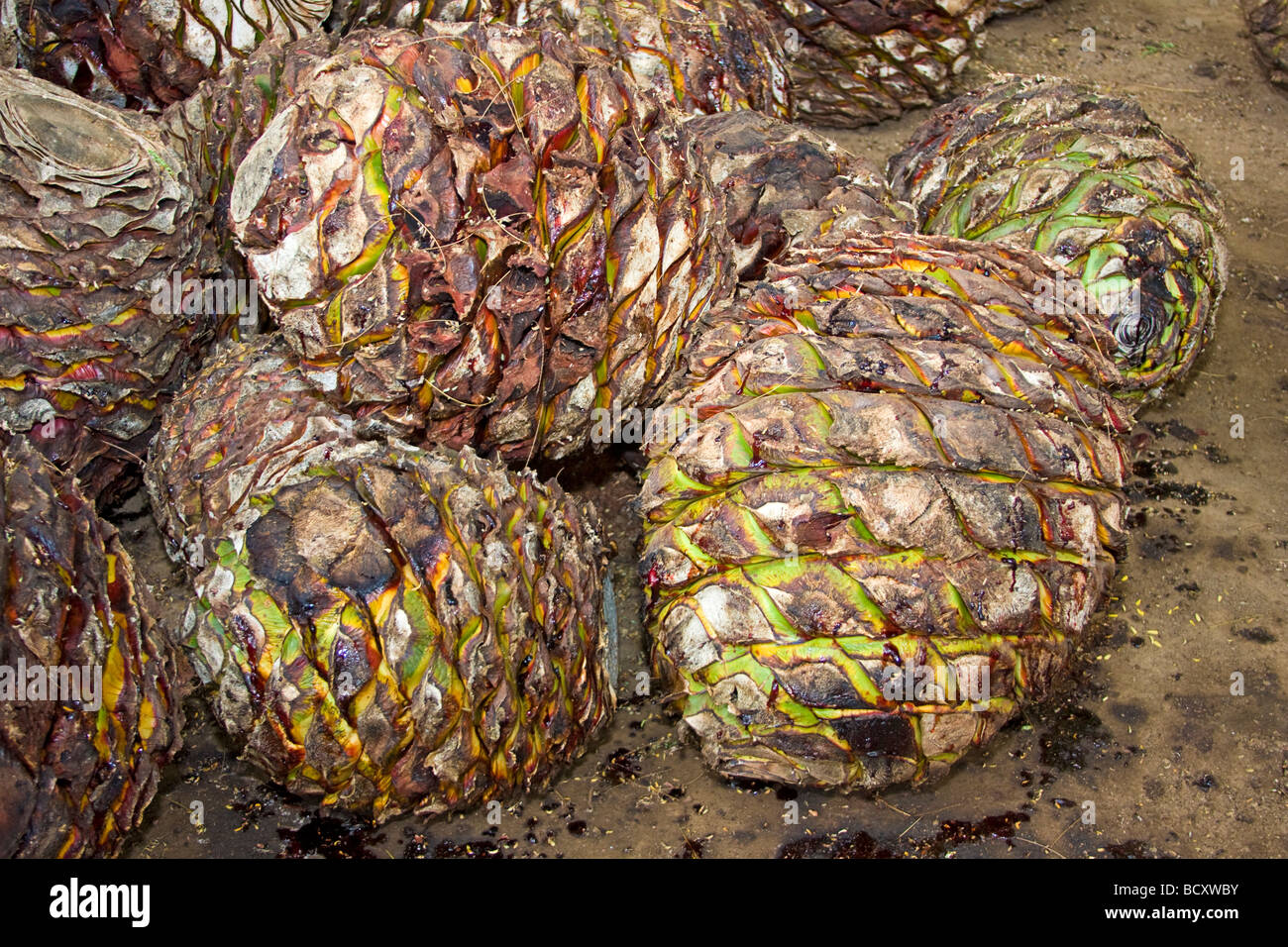 Blaue Agave "Ananas" warten in Tequila-wie hauseigene in Mexiko verarbeitet werden Stockfoto