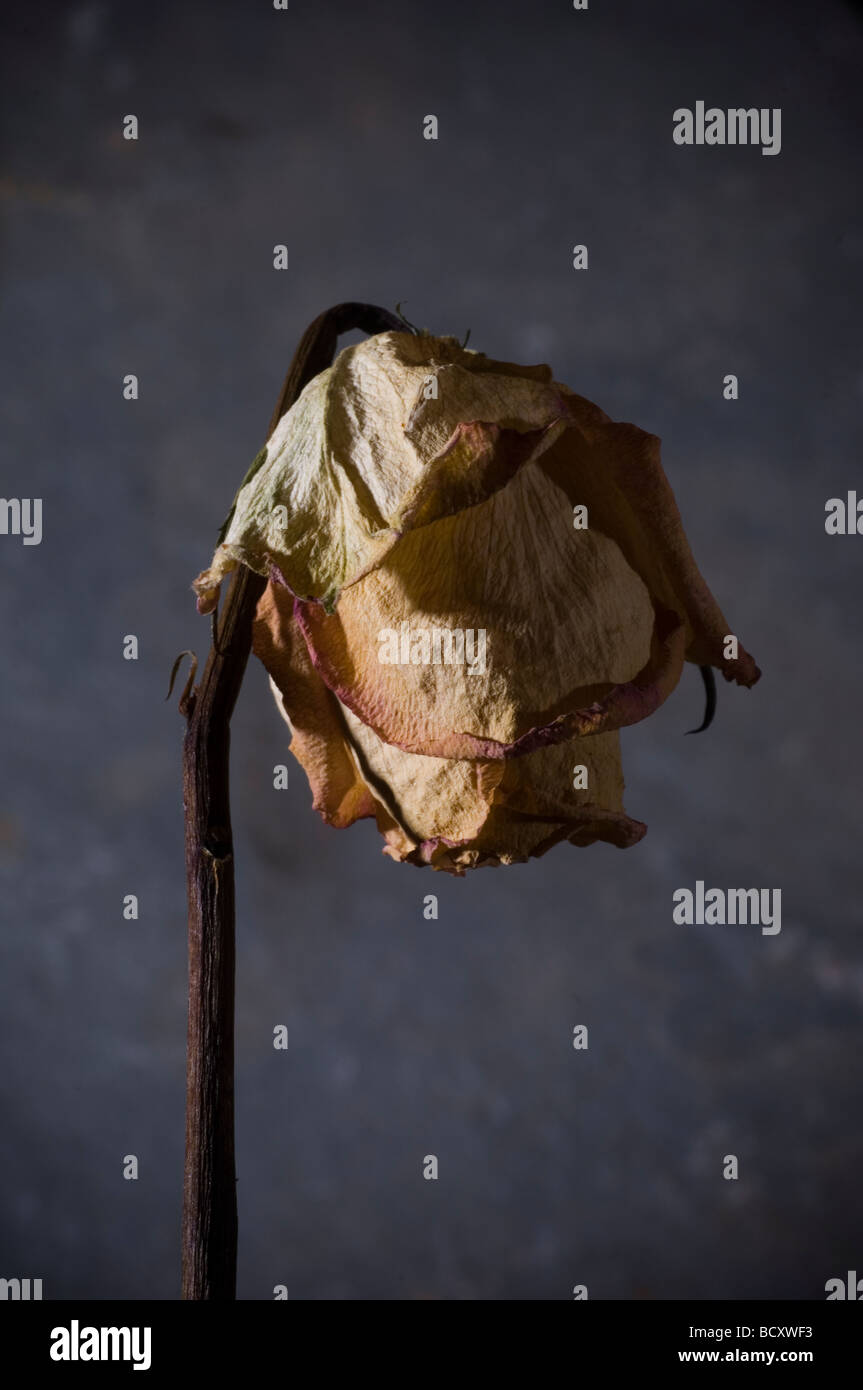 Rose im sterben Stockfoto