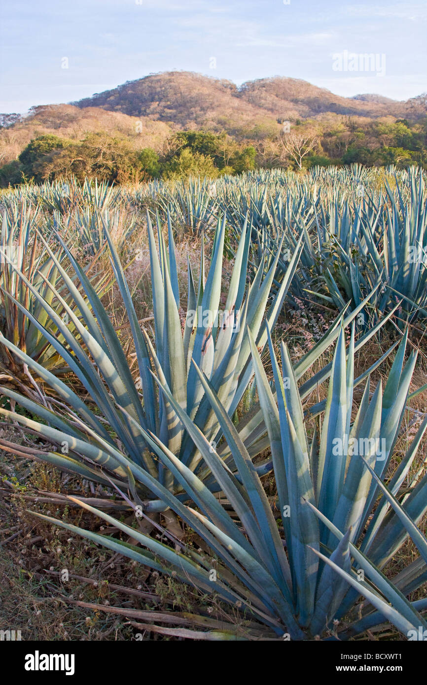 Pflanzen, blaue Agave Tequila wie trinken in der Nähe von Mazatlan Mexiko zu machen Stockfoto