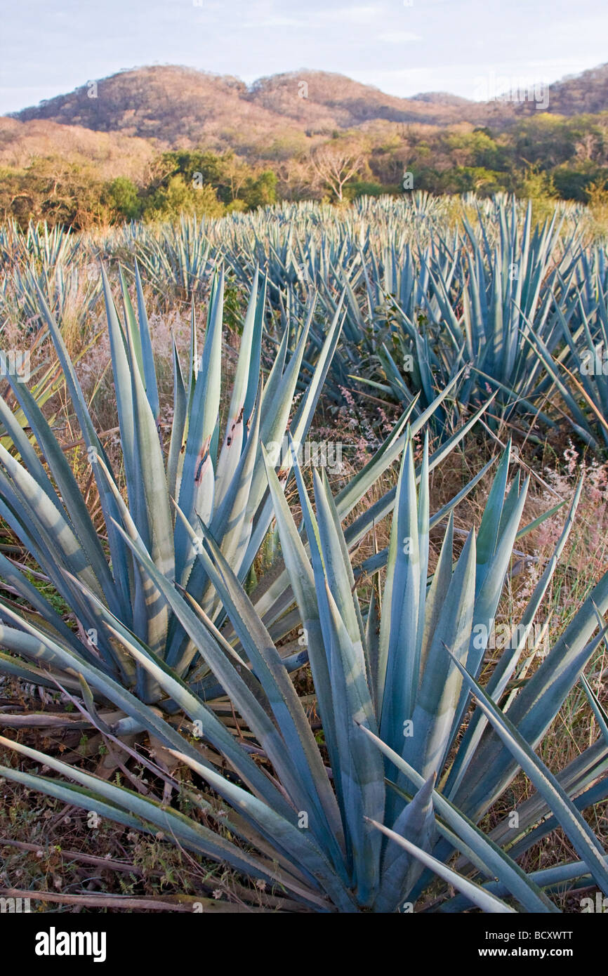 Blaue Agave Pflanzen verwendet, um Tequila-ähnlichen Getränk in der Nähe von Mazatlan, Mexiko Stockfoto