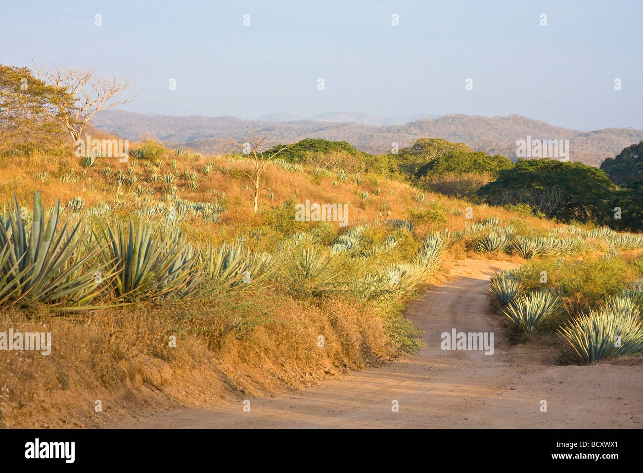 Blaue Agave Pflanzen verwendet, um Tequila-ähnlichen Getränk in der Nähe von Mazatlan, Mexiko Stockfoto
