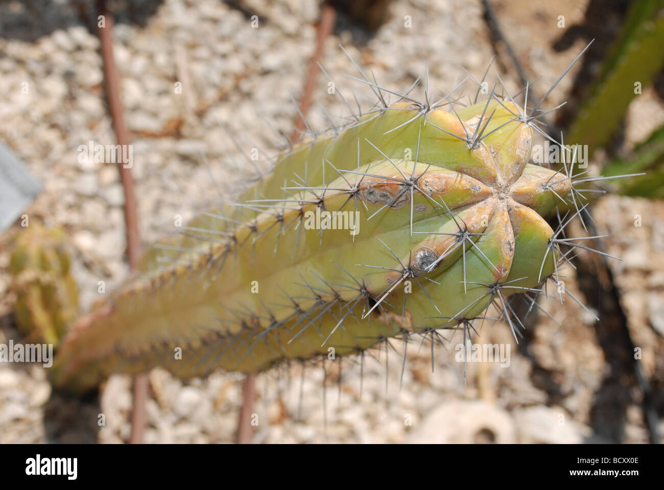 Myrtillocactus Geometrizans Heidelbeere Kaktus anzustellen Kaktus oder blaue Kerze Stockfoto