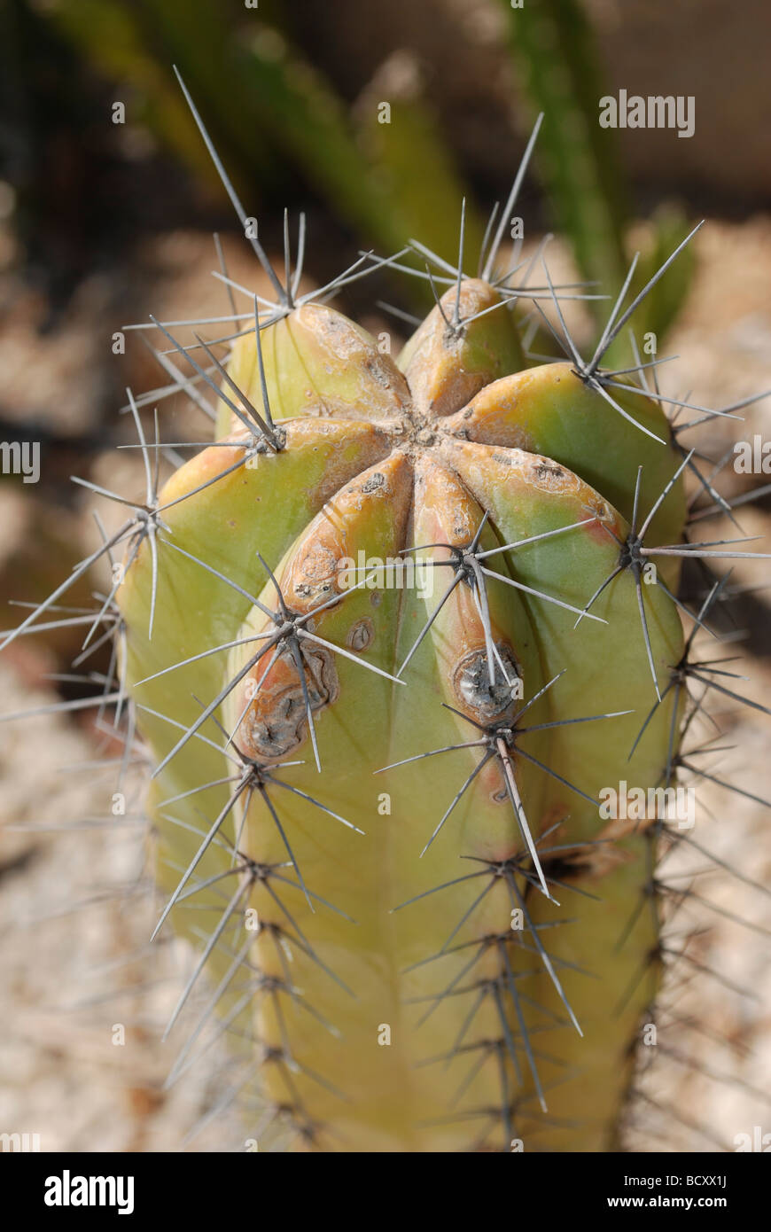 Exotenherz Stahlblauer Heidelbeerkaktus - Myrtillocactus Geometrizans 17cm Topf