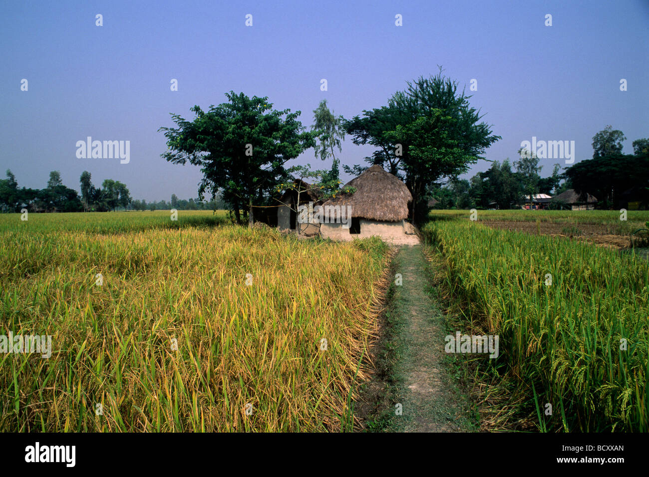Indien, Westbengalen, Sunderbans, Reisfelder Stockfoto