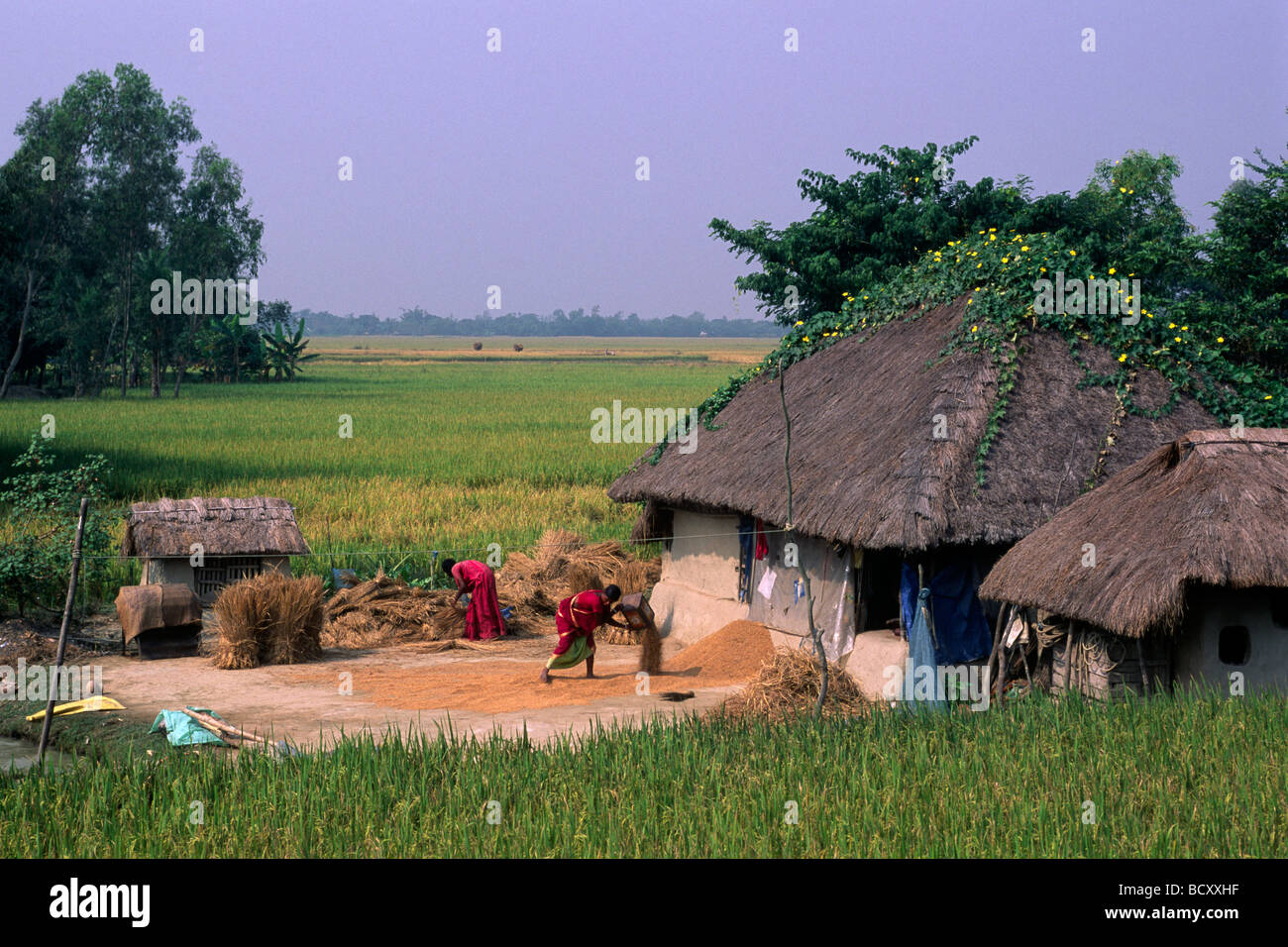 Indien, Westbengalen, Sunderbans, Ganges Delta, Reisernte, Landhütte und Bauern Stockfoto