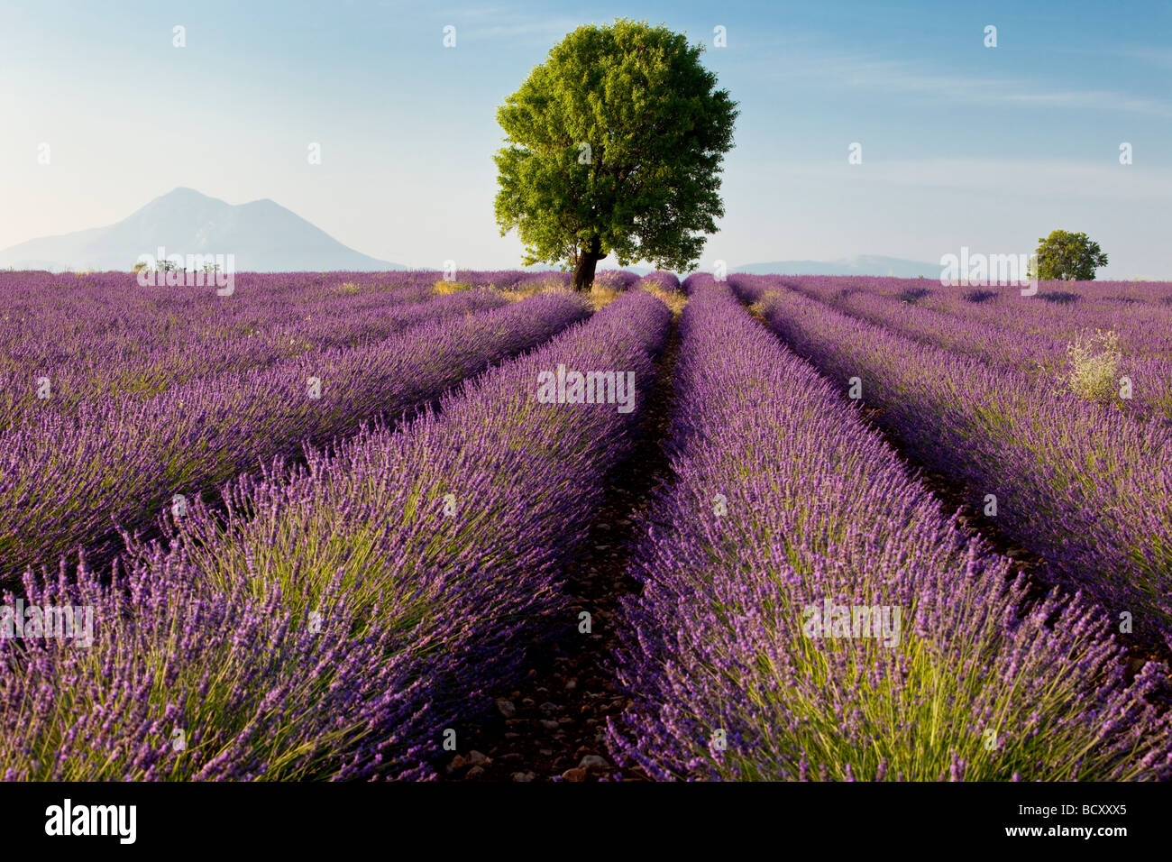 Lavendel-Feld in der Nähe von Valensole Frankreich Stockfoto