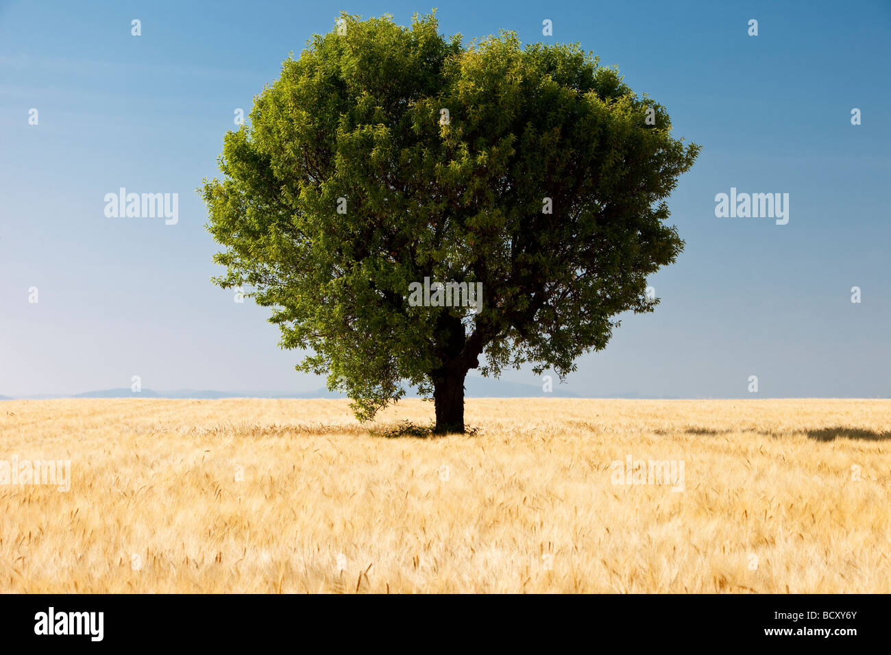 Gerstenfeld und Baum in der Nähe von Valensole Frankreich Stockfoto
