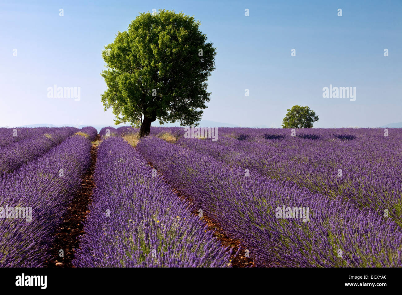 Lavendel-Feld in der Nähe von Valensole Frankreich Stockfoto