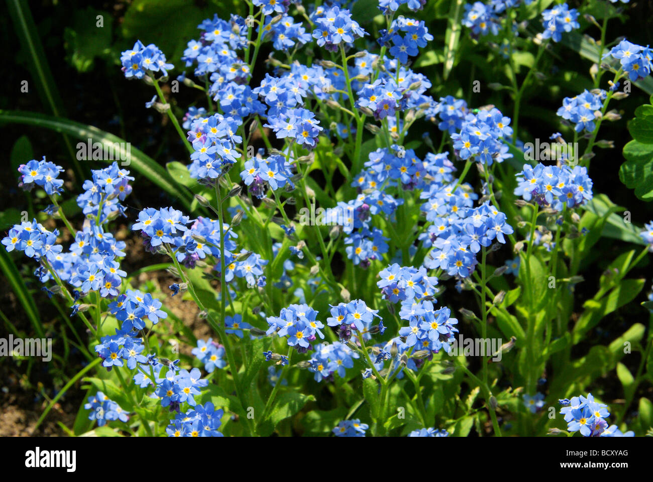 Vergissmeinnicht Vergiss mich nicht 02 Stockfoto