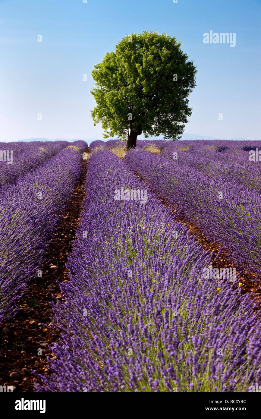 Lavendel Feld in der Nähe von Valensole, Provence, Frankreich Stockfoto