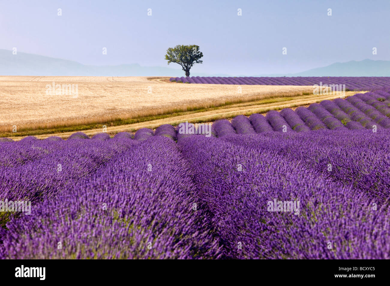 Lavendelfeld in der Nähe von Valensole, Provenc, Frankreich Stockfoto