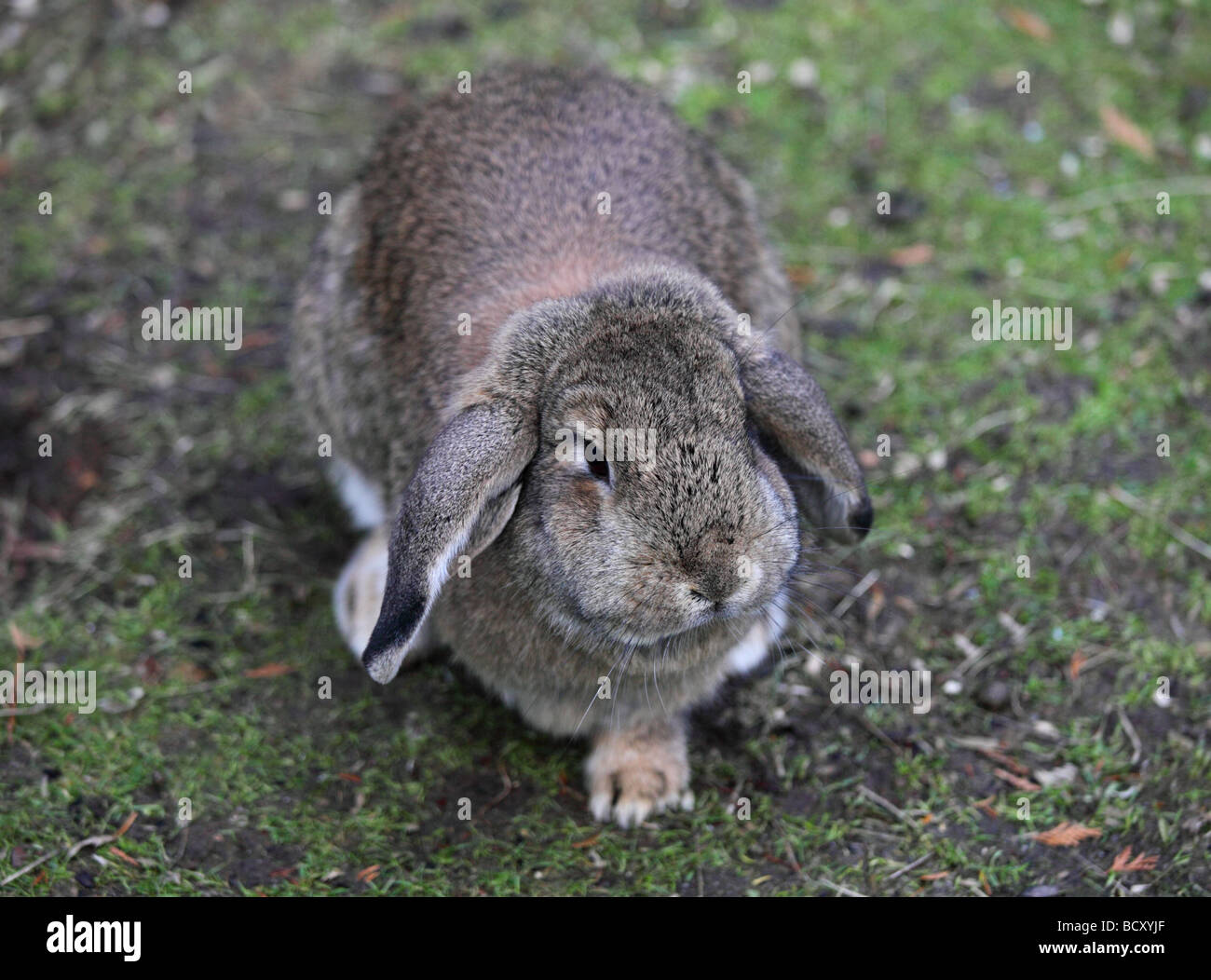 Grauen Zwerg hängeohrigen Kaninchen Stockfoto