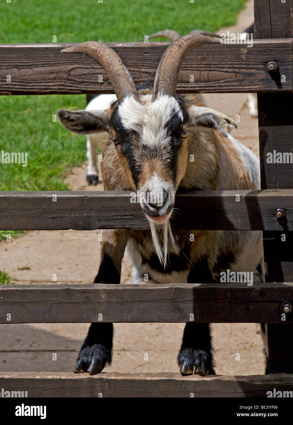 Ziege mit Kopf durch Zaun, UK Stockfoto