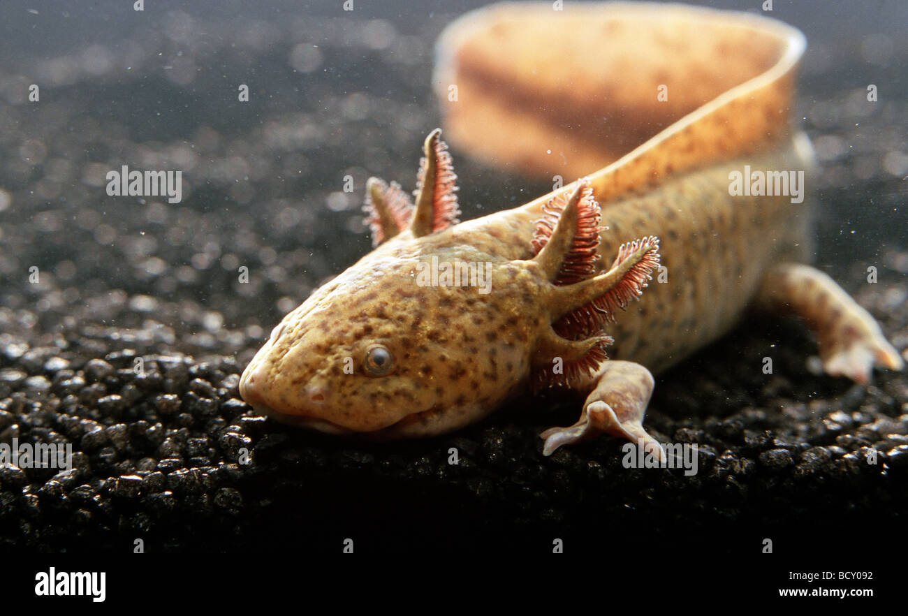 Axolotl (Z.B. geschieht) unter Wasser Stockfoto