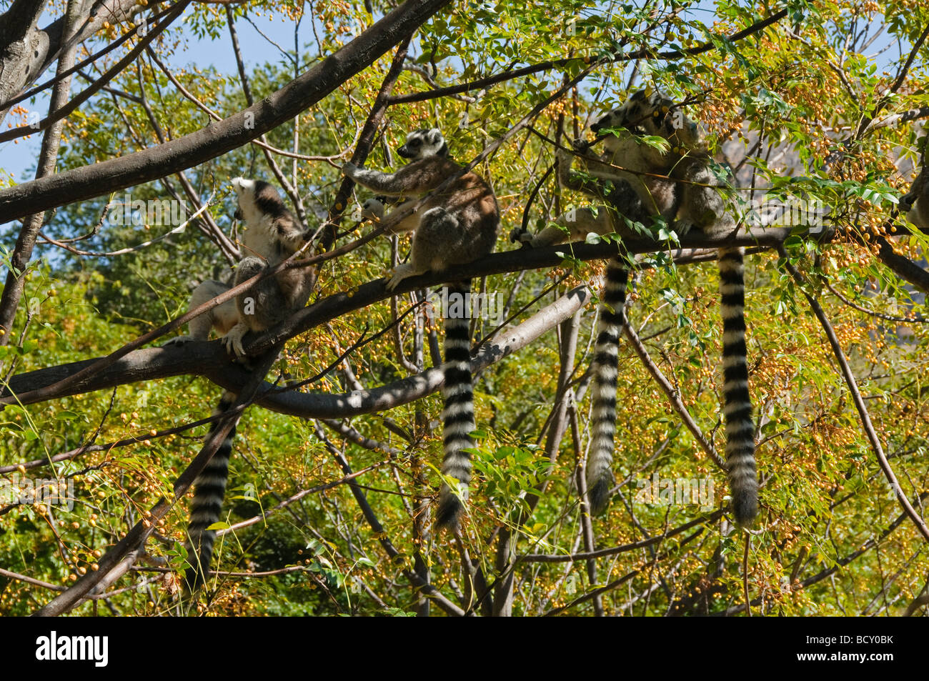 Ring-angebundene Lemuren (Monate) in Anja Reserve in Madagaskar Stockfoto
