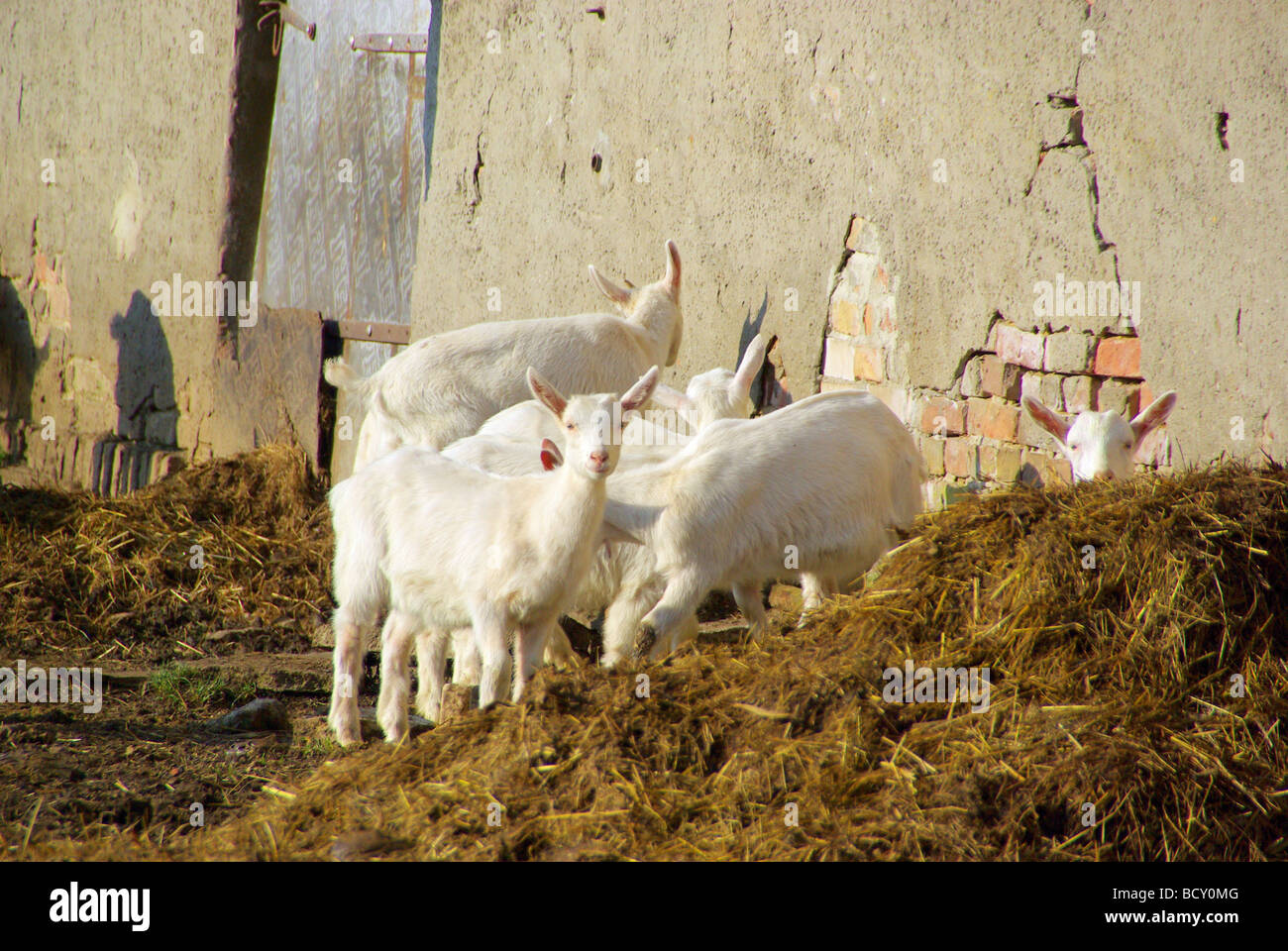 Ziege Ziege 18 Stockfoto