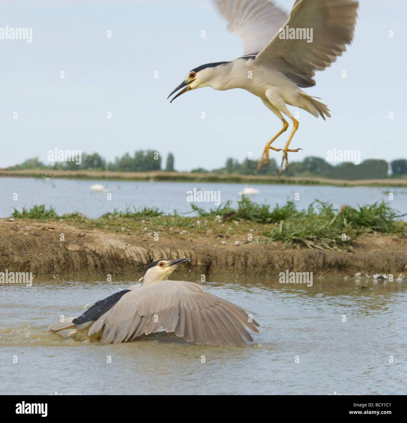 Schwarz gekrönt Nachtreiher Nycticorax Nycticorax Ungarn kämpfen Stockfoto