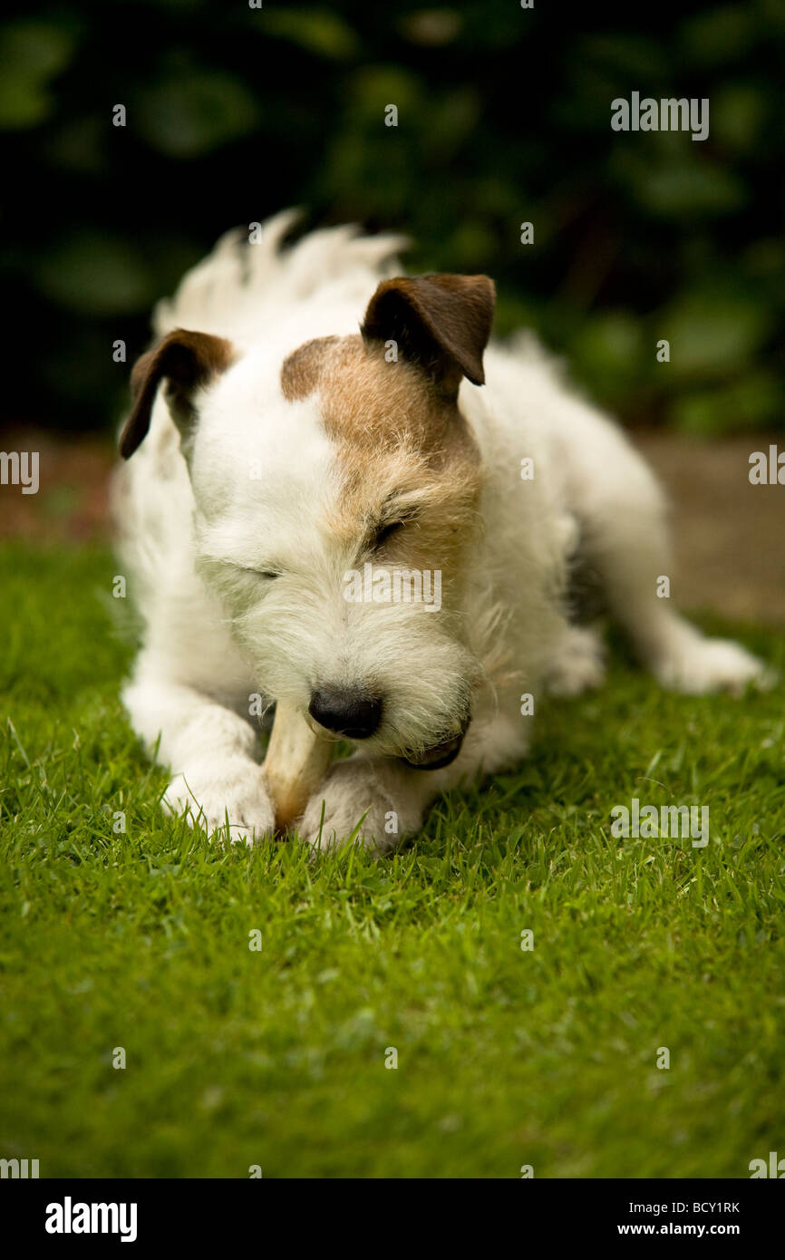 Jack Russell Hund hält einen Knochen fest zwischen seine Pfoten während darauf kauen Stockfoto