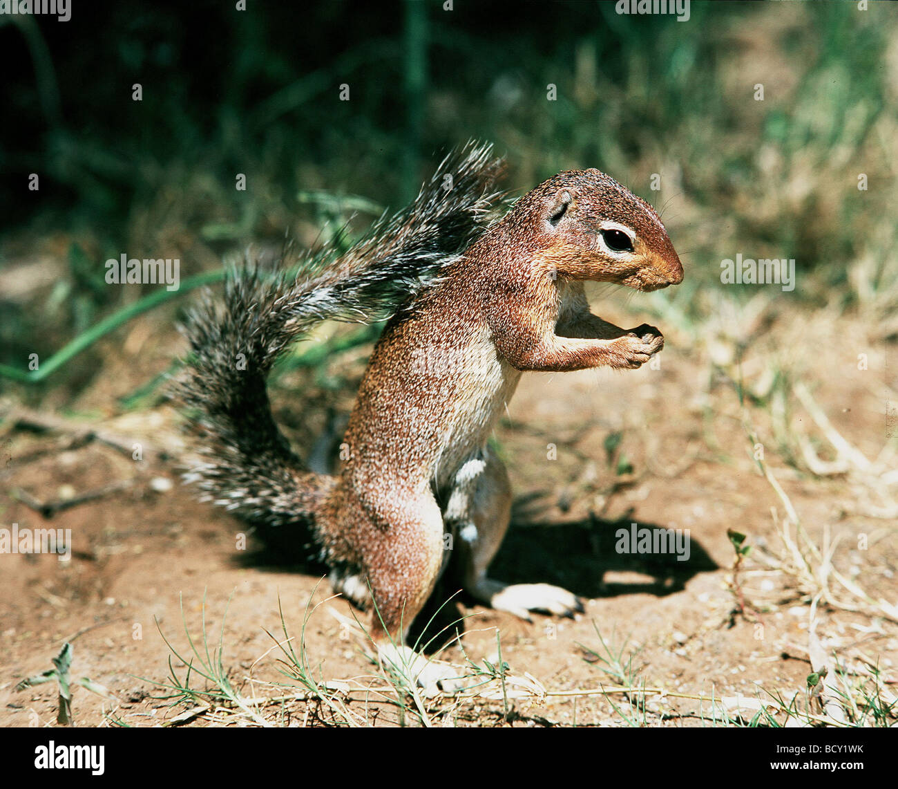 Eichhörnchen Stockfoto