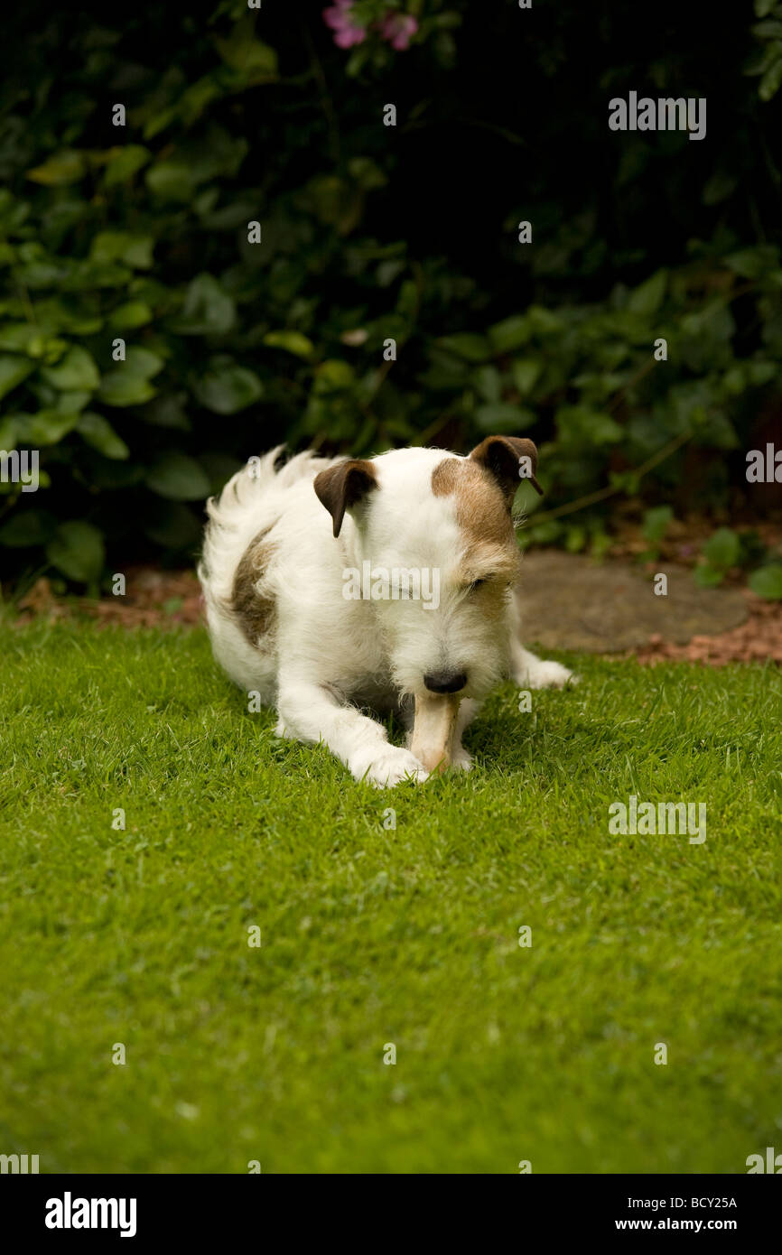 Jack Russell Hund nagt an einem Knochen Stockfoto