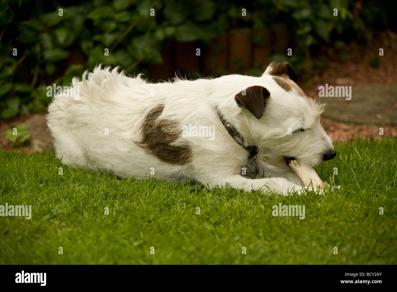 Jack Russell Terrier mit einem Knochen Stockfoto