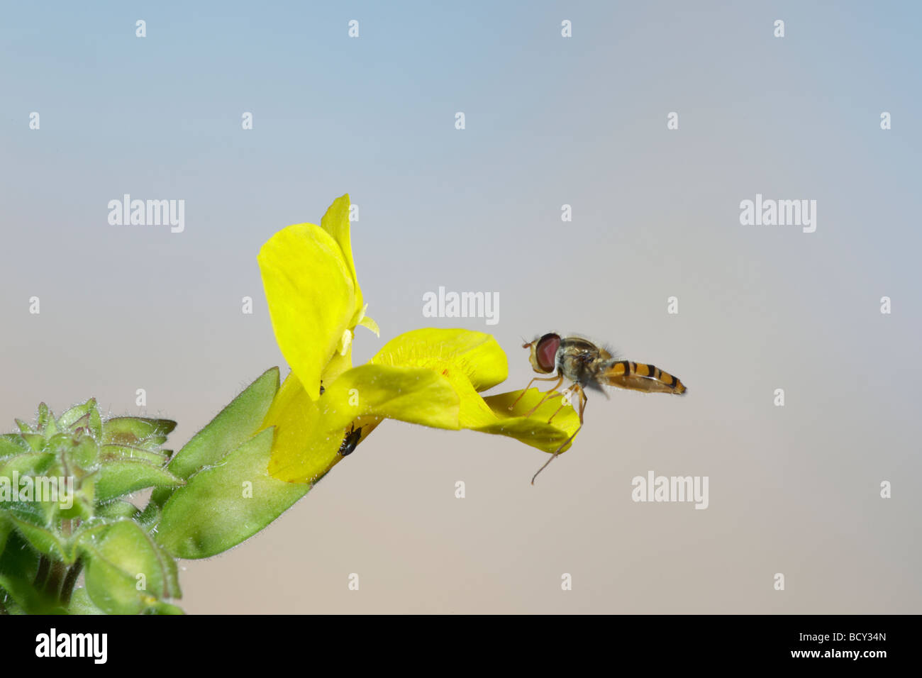 Schwebfliege auf Monkey Flower Mimulus guttatus Stockfoto