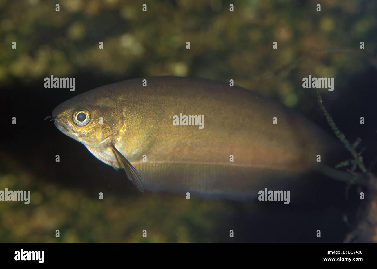 Pholis Gunnellus / Butterfisch / Gunnel Stockfoto