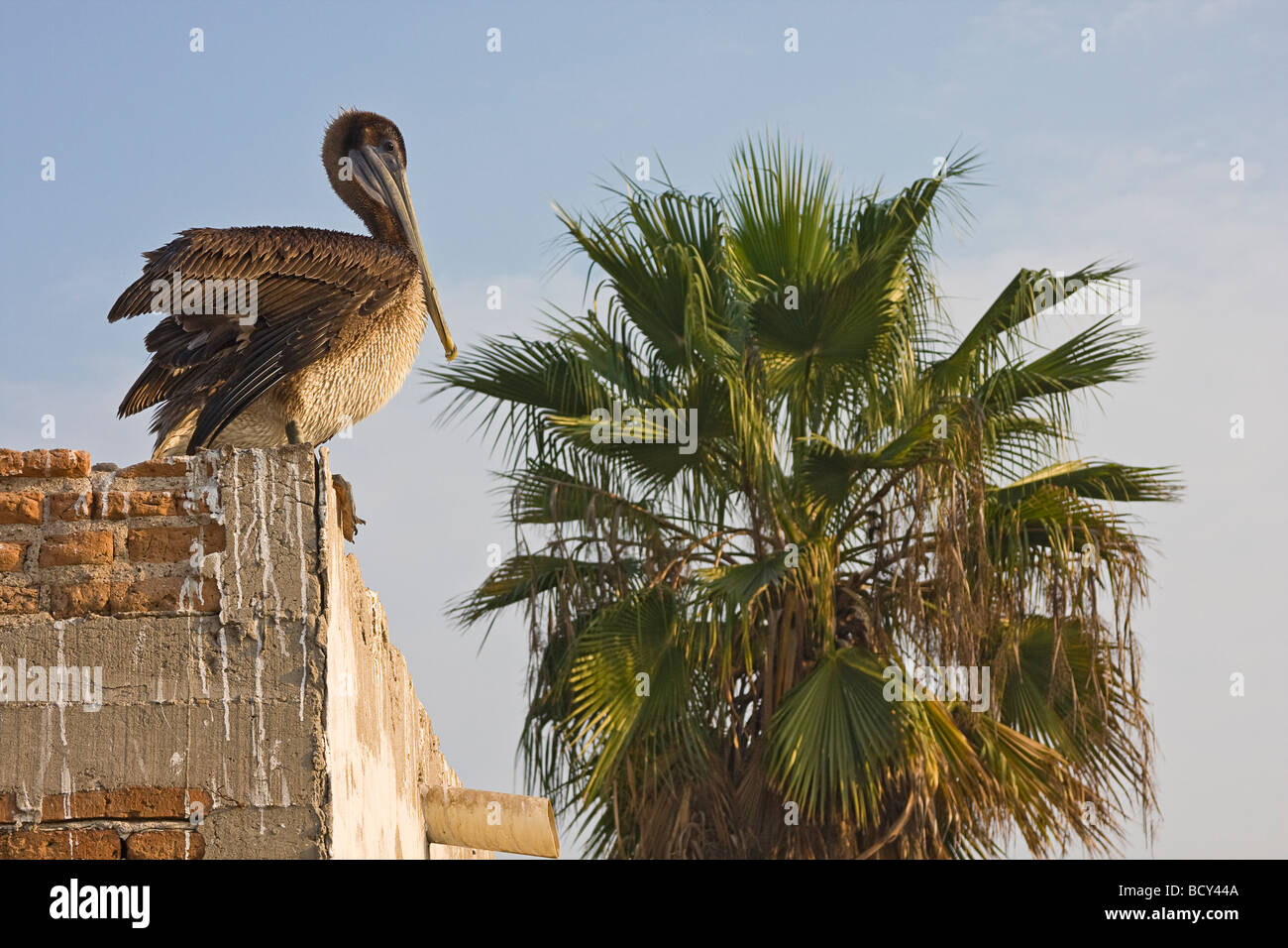 Pelikan Vogel sitzt auf einer Mauer an Embarcadero Isla De La Piedra Stone Island Docks, ein Fisch-Dock gegenüber Stone Island in Mazatla Stockfoto