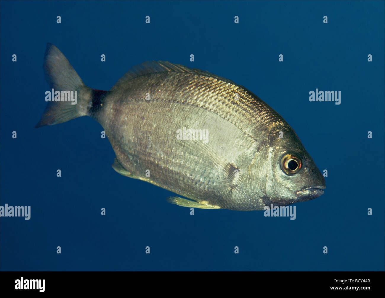 Diplodus Annularis / ringförmigen Goldbrasse Stockfoto