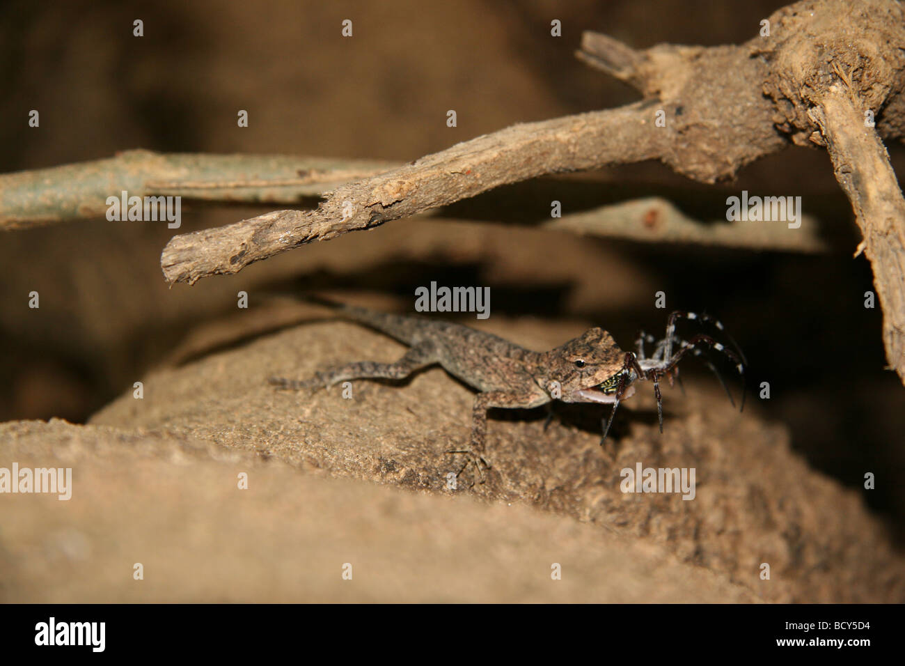 Eine Eidechse (Psammophilus Dorsalis) fängt eine Spinne und hält ihn in seinem Mund vor Essen sie in einem Dschungel aus Südindien. Stockfoto