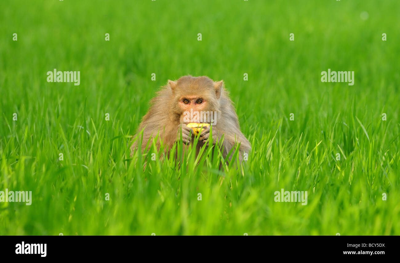 Ein Rhesus-Affen (Macaca Mulatta) genießt eine Banane in der indischen Landschaft. Stockfoto