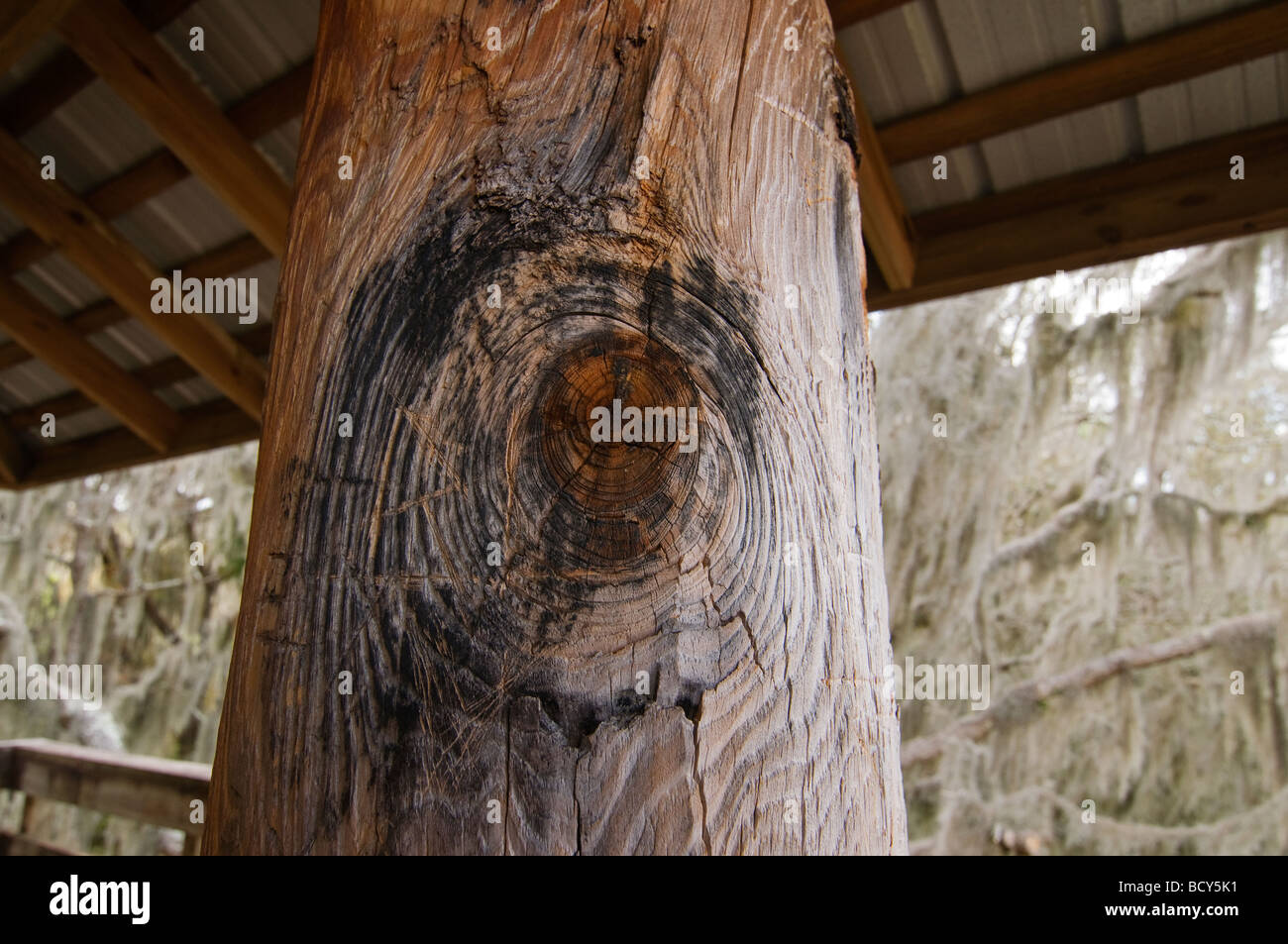Paynes Prairie Preserve State Park, Micanopy, Florida Stockfoto