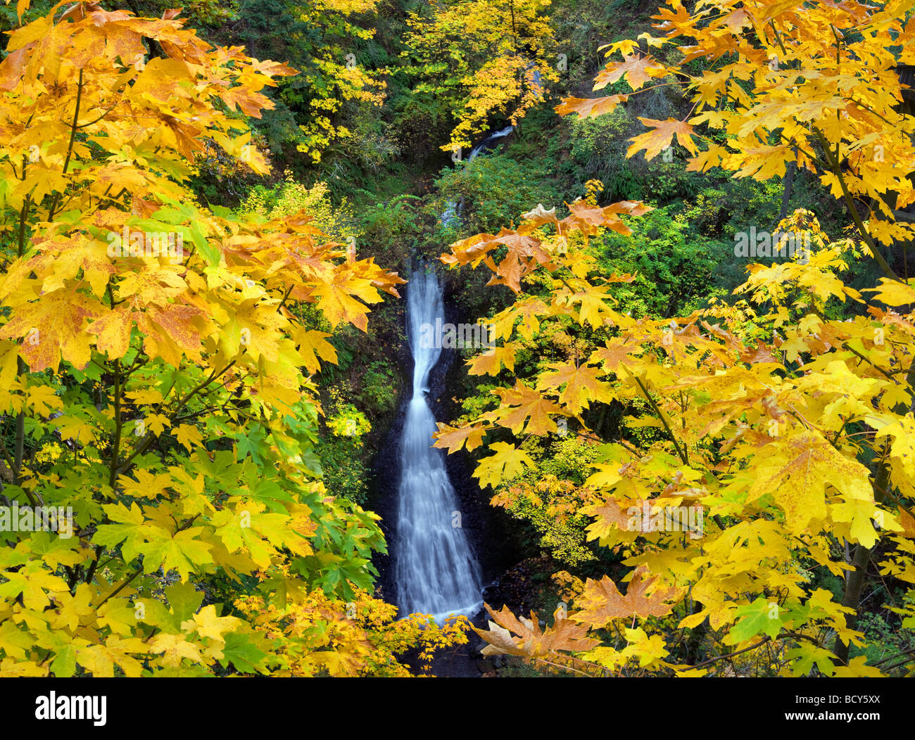 Shepperds Dell Wasserfälle mit fallen farbige Ahornbäume Columbia River Gorge National Scenic Area Oregon Stockfoto