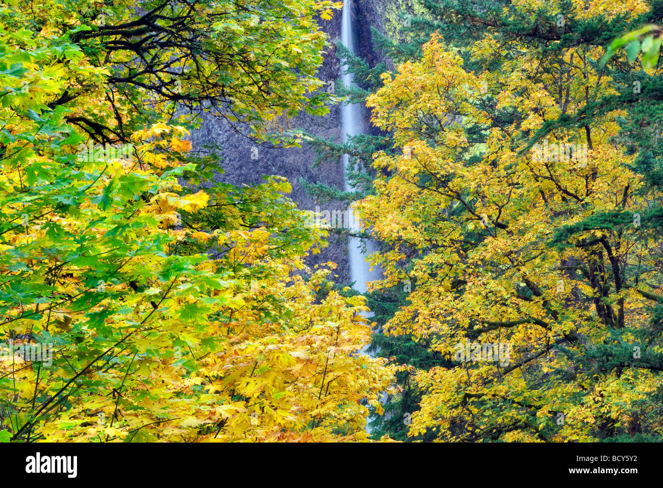 Latourell fällt mit fallen farbige Ahornbäume Columbia River Gorge National Scenic Area Oregon Stockfoto