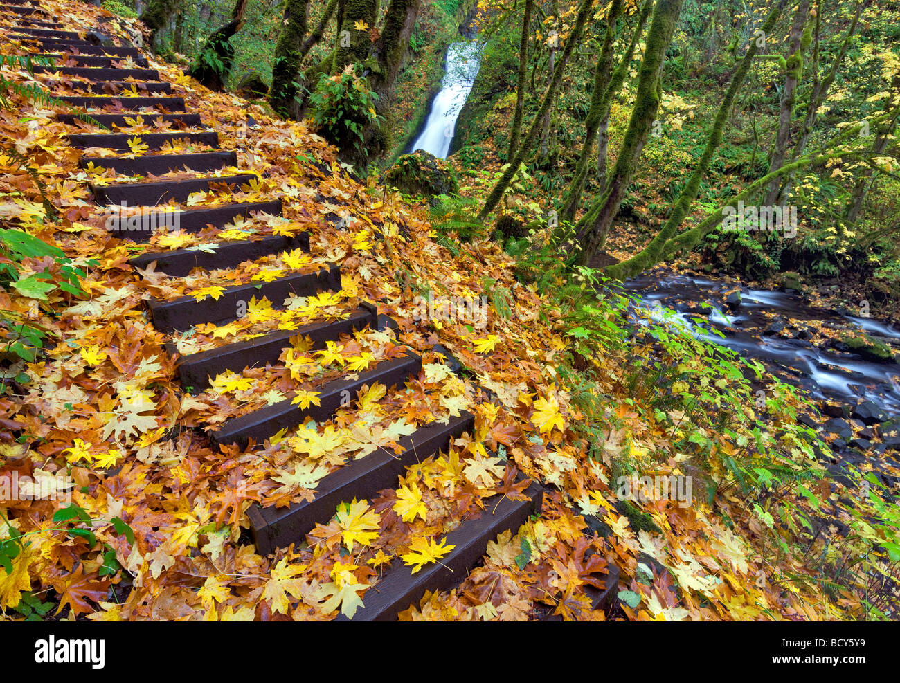 Schritte und Bridal Veil Falls mit Fallfarbe Columbia River Gorge National Scenic Area Oregon Stockfoto