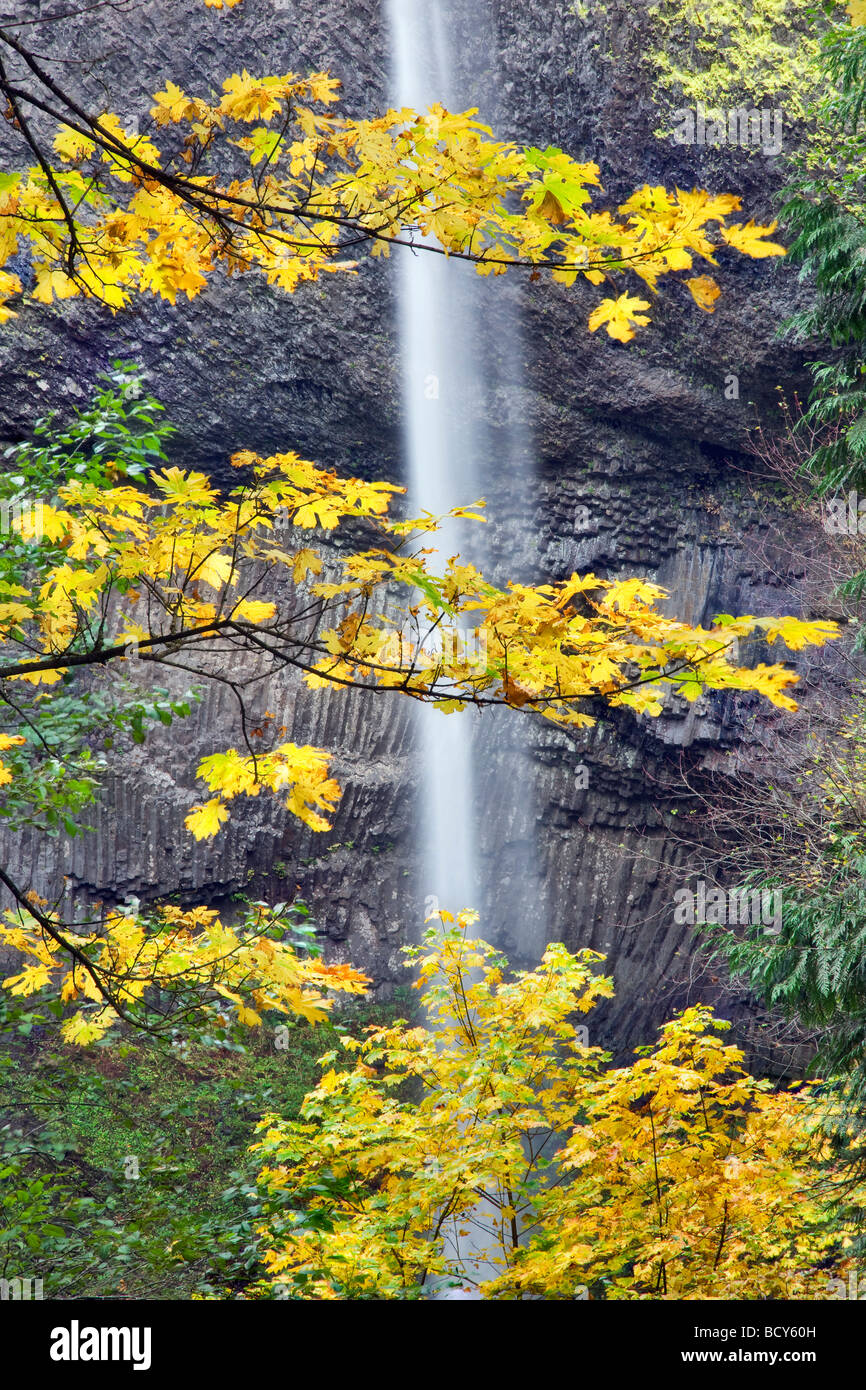Latourell fällt mit fallen farbige Ahornbäume Columbia River Gorge National Scenic Area Oregon Stockfoto