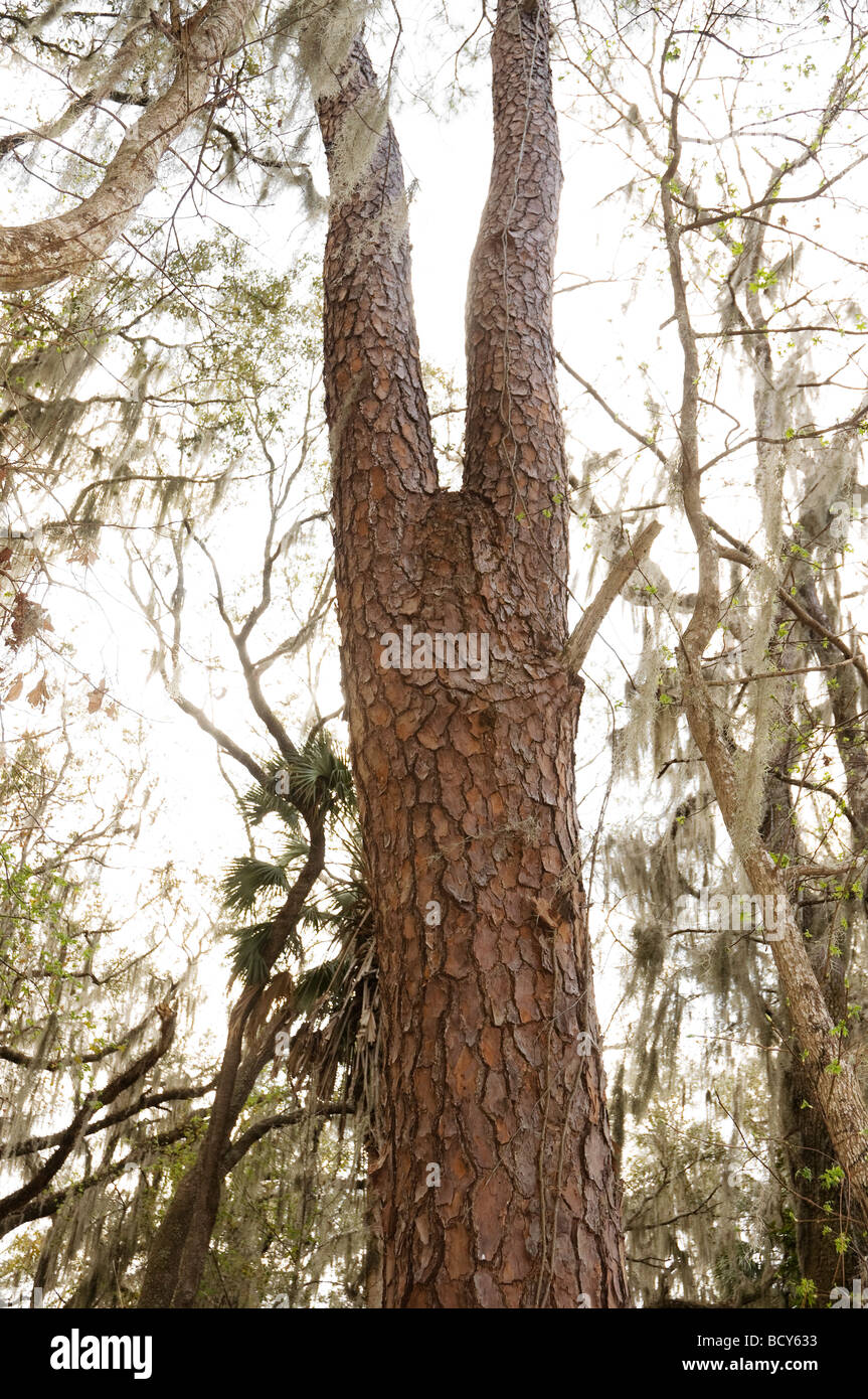 Paynes Prairie Preserve State Park, Micanopy, Florida Stockfoto