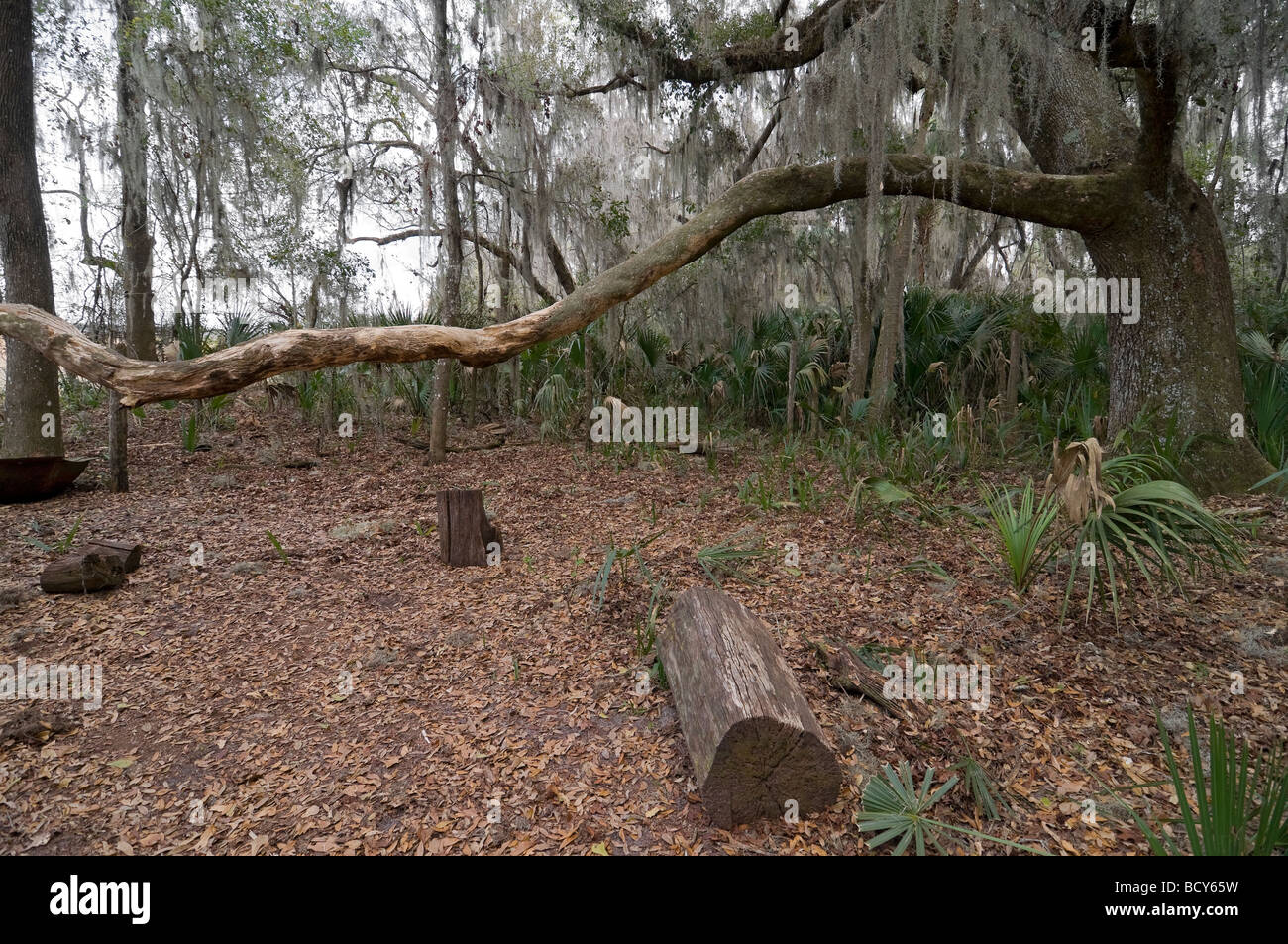 Paynes Prairie Preserve State Park, Feldlager und Umgebung Micanopy, Florida für historische Nachstellungen verwendet Stockfoto