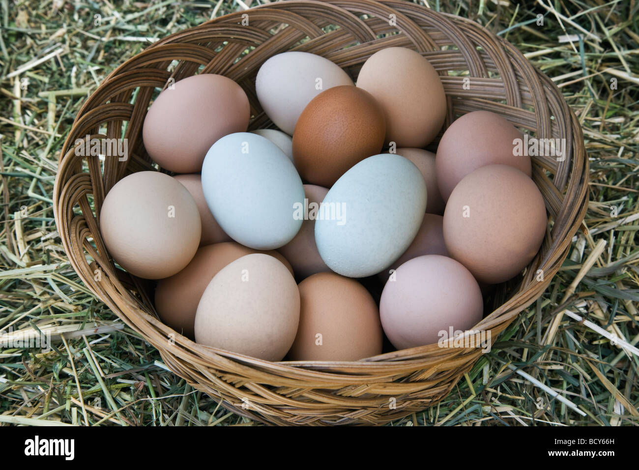 Hühnereier im Korb, verschiedene Farben. Stockfoto