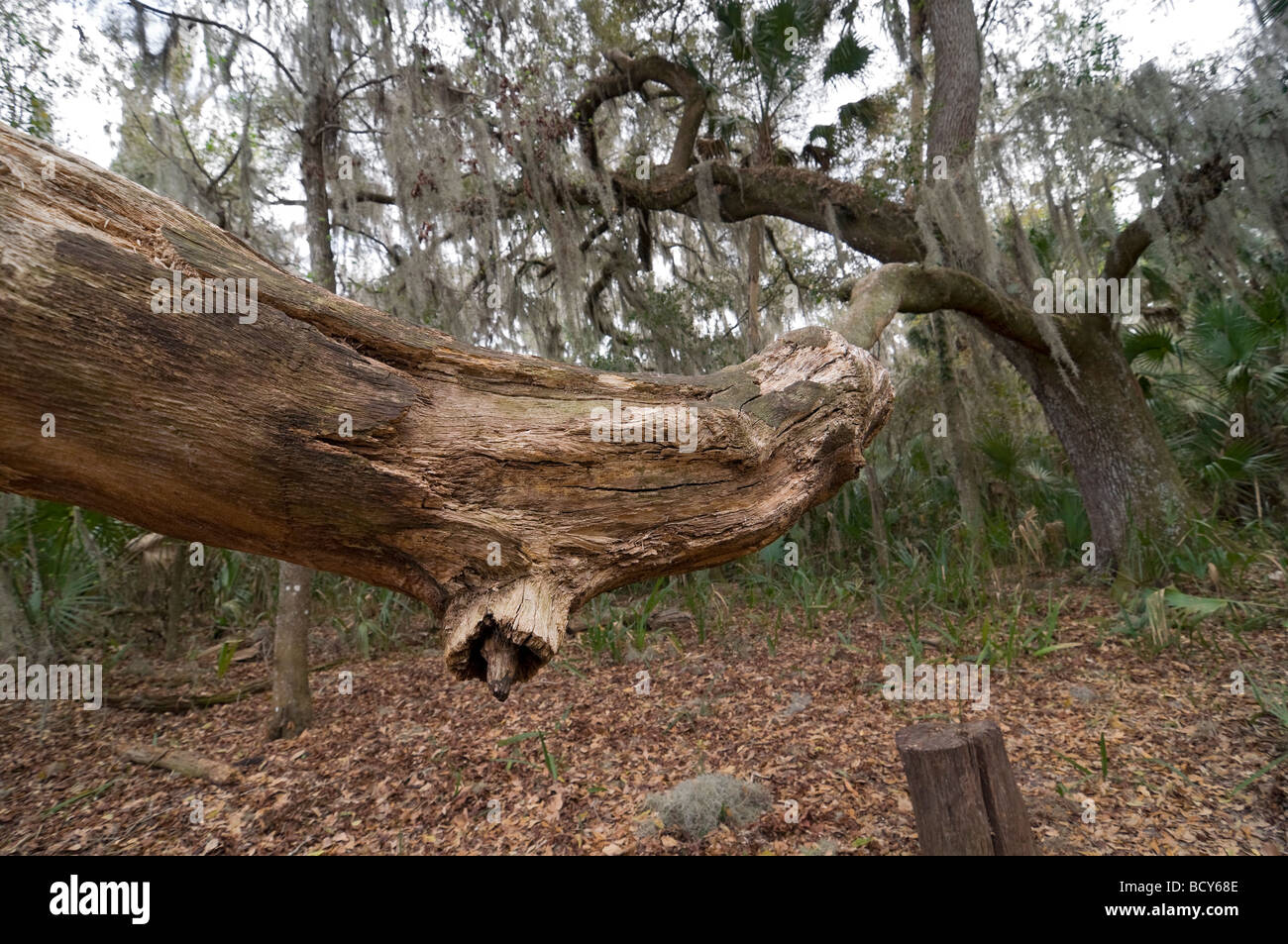 Paynes Prairie Preserve State Park, Micanopy, Florida Stockfoto