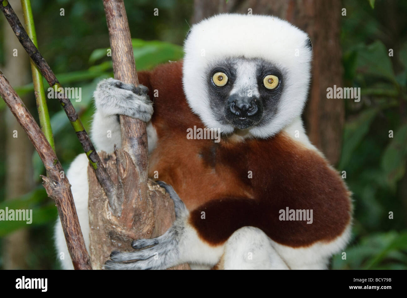 Coquerel Sifaka (Lemur) in Ankarafantsika Nationalpark Madagaskar Stockfoto