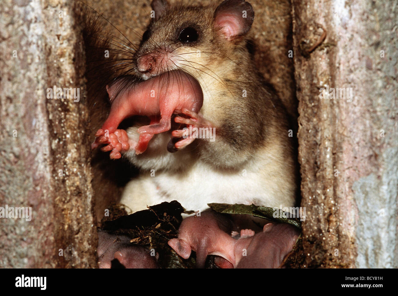 Genießbare Siebenschläfer (Glis Glis). Die Mutter der neugeborenen Jungen Stockfoto