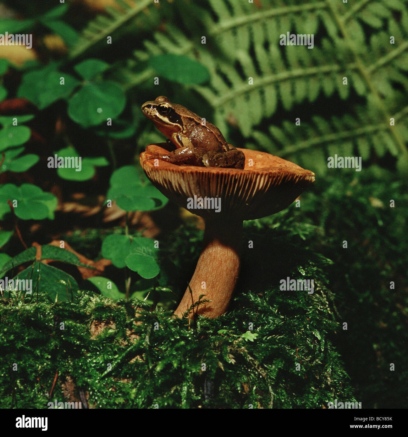 Gras-Frosch Stockfoto