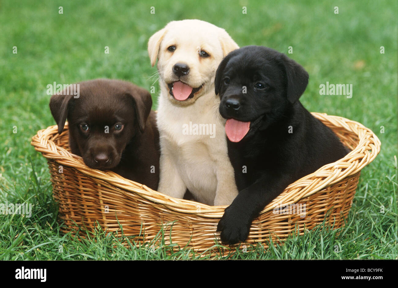 Labrador Retriever. drei Welpen in einem Korb, Blond, Braun, Schwarz