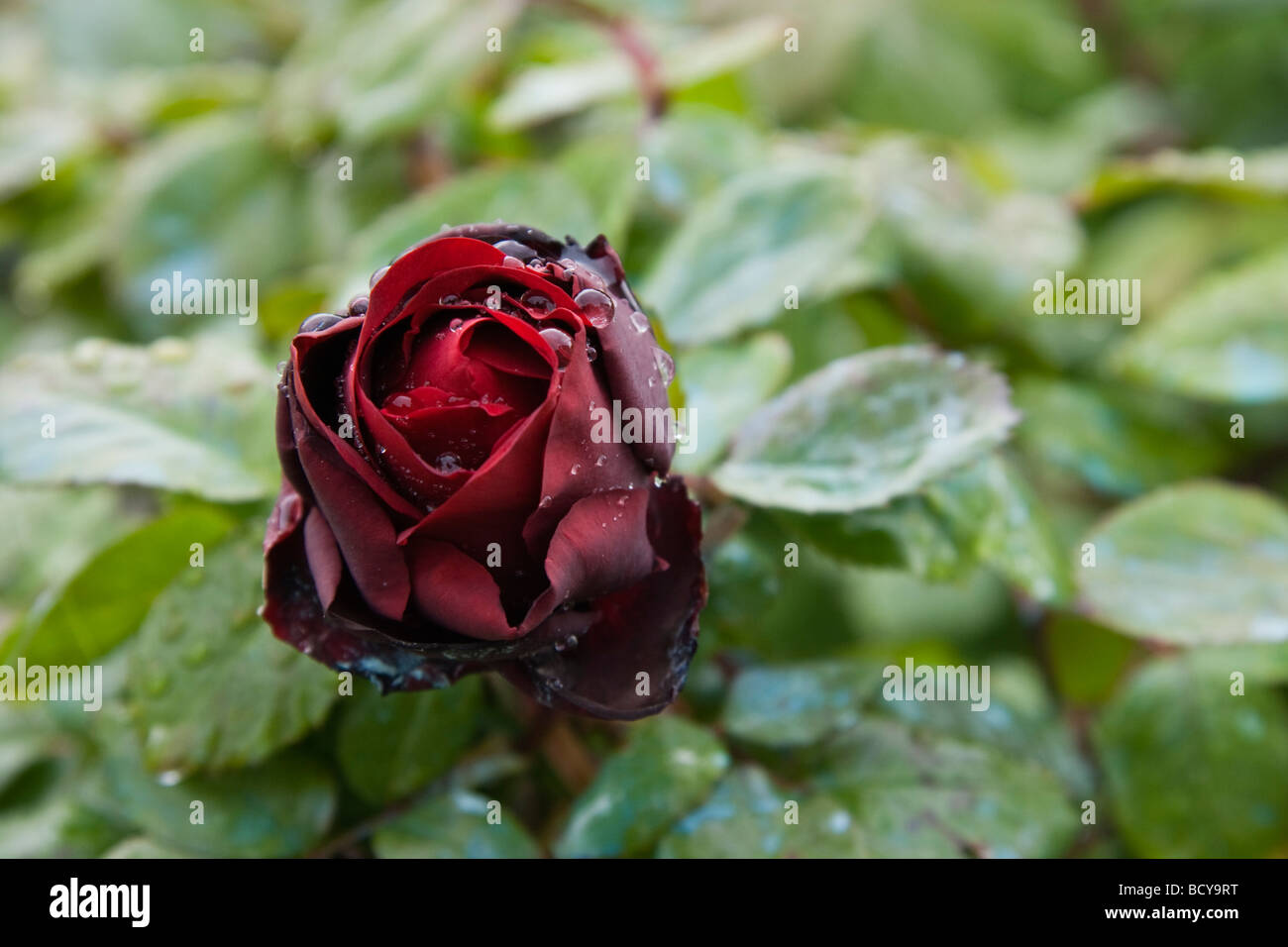 rote Rose nach dem Regen in der Toskana Italien Stockfoto