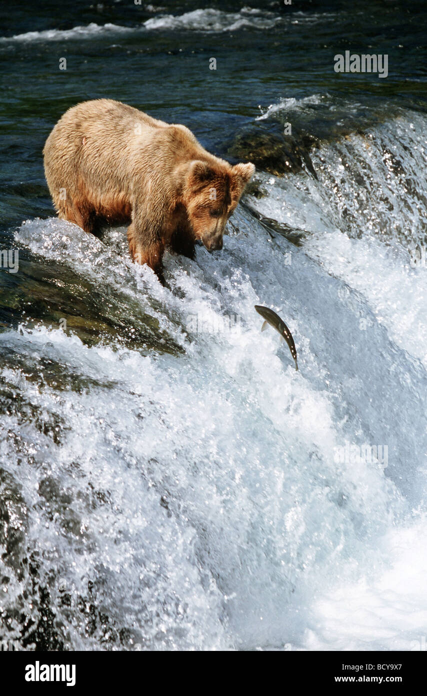 Braunbär fangen Sockeye Lachs auf Rutsche / Ursus Arctos Stockfoto